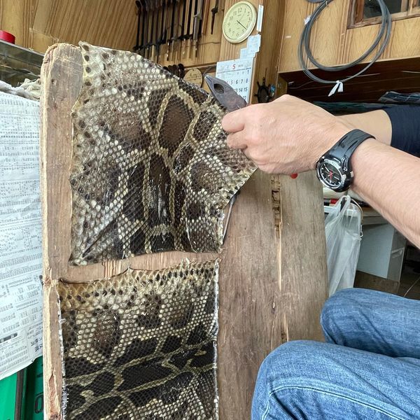 三線のチーガ（太鼓）部分に張るヘビ皮の加工方法をご紹介！