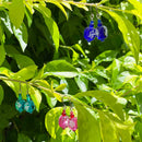 【緑の風 トンボ玉】マース玉 ピアス 3色【ライトブルー・ブルー・ピンク】