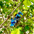 【ピアス＆イヤリング】サガリバナ 紅型ピアス